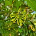 Image result for Peddiea