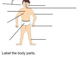 Circulates blood around the body via the heart, arteries and veins, delivering oxygen and nutrients to organs and cells and carrying their waste products away. Male Body Parts Health And Learning Interactive Activity Tpt