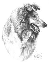 Well, i'm back again with another drawing tutorial and this time it's going to be on a household animal that a lot of people own. Rough Collie Fine Art Dog Print By Mike Sibley