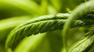 Plastik gibi size yönelik çok çeşitli pupiller mesafe cetvel seçenekleri bulunmaktadır. Tegn Og Symptomer Pa Bruk Av Cannabis