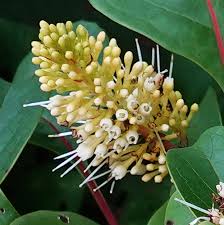 Image result for Hymenodictyon parvifolium