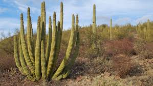 National geographic's trails illustrated map of organ pipe cactus national monument was created in cooperation with the national park service and is the most comprehensive topographic map available. Organ Pipe Cactus National Monument
