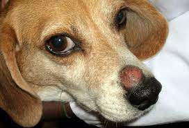 Pictures Of Skin Problems In Dogs From Dandruff To Ringworm In 2021 Dog Ringworm Beagle Dog Beagle