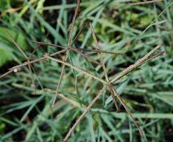 Image result for Cynodon incompletus