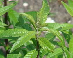 Image result for Aloysia citrodora