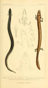 V 2 Plates The Animal Kingdom Arranged According To Its Organization Serving As A Foundation For Th Nature Illustration Natural History Animal Illustration