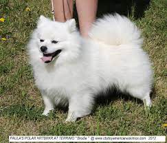Pin On American Eskimo Dog