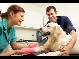 Steps To Becoming A Veterinarian - Youtube