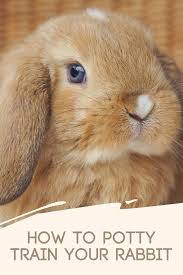 Can rabbits be potty trained? House Trained Rabbits Greencore It