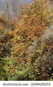 Image result for Smilacaceae