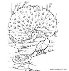 Search through 623,989 free printable colorings at getcolorings. Peacock Feathers Magnificent Coloring Pages Peacock Coloring Pages Coloring Pages For Kids And Adults