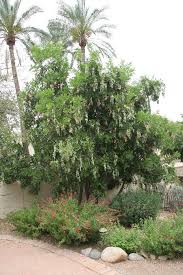 Image result for Sophora velutina