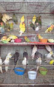 It can be found in our cyprus pets listing. Top Pet Shops For Birds In Shivaji Park West Punjabi Bagh Best Bird Shops Delhi Justdial