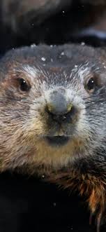 He was originally called br'er groundhog but. 42z4 Fnrtwqscm