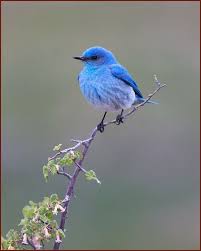 Blue Bird With Spiky Hair Mountain Bluebird Pet Birds Blue Bird Bird