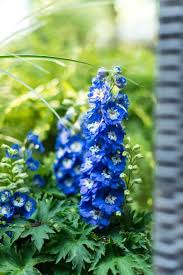Natives grow near bodies of. 25 Best Flowering Perennials For Season Long Color Hgtv