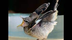 The northern mocking bird has black legs and a very slender bill. Baby Mockingbird Feeding Youtube