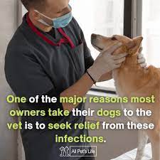 Check spelling or type a new query. Cefpodoxime For Dogs Guide How It Works Dosage Side Effects All Pet S Life