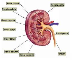 Kidney Anatomy Diagrams And Details Chronic Kidney Disease Kidney Anatomy Kidney Failure Treatment