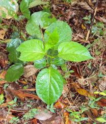 Image result for Centrostigma