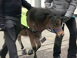 How heavy is a shetland pony? Stable Genius Britain S First Guide Horse For Blind People Animals The Guardian