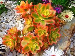 Aeonium Decorum Variegata Flowering Succulents Planting Succulents Succulent Garden Design