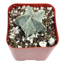 Image result for Biophytum crassipes