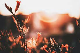 Nature Sunlight Photography Warm Tones Beautiful Plants Moody Photography Sunlight Photography Aesthetic Photography Nature Nature Photography