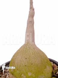 Image result for Pyrenacantha