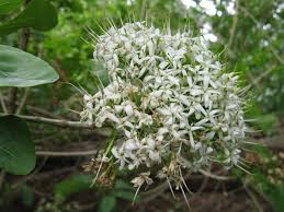 Image result for Pavetta sp. A