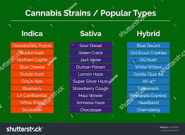 Cannabis Strains Marijuana Related Info Graphic Stock Vector