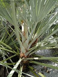Nannorrhops ritchiana demonstrating salt tolerance. Flora Of The World
