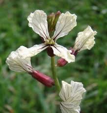 Image result for Raphanus