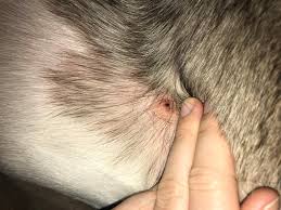 The first rule is to get ticks off your dog quickly. My Dog Had A Tick But It Fell Off Before I Had A Chance To Pull It Out Properly I Think The Head May Still Be Attached But I M Not Petcoach