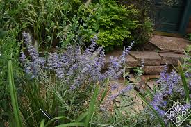 Image result for Perovskia atriplicifolia lacey blue lisslitt photo