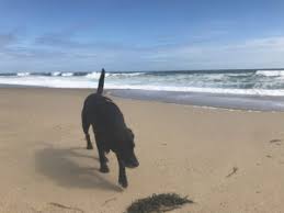 Short drying time,long preservation time. A Belly Full Of Sand Is No Picnic For Your Dog The Provincetown Independent
