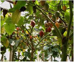 Image result for Solanum schumannianum