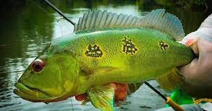 Nama latin dari ikan predator yang eksotis ini adalah notopetrus chitala h.b. Yuk Pelihara Ikan Hias Predator Yang Eksotis Popmama Com