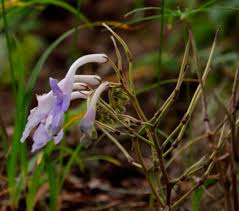 Image result for Streptocarpus eylesii