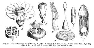 Image result for Anthocleista vogelii