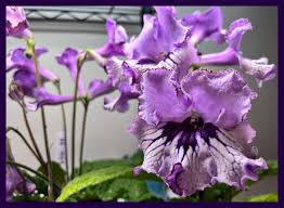 Image result for Streptocarpus