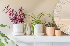 The living room is the most lively room in the house (as the name suggests). 6 Great Ways To Decorate With Plants