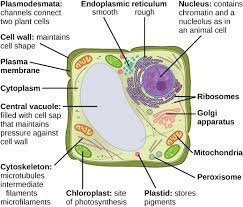 Cell wall, specialized form of extracellular matrix that surrounds every cell of a plant. Organization Of Eukaryotic Cells