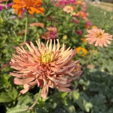 Image result for Spilanthes costata