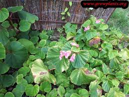 Image result for Rungia grandis