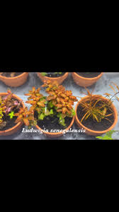 Image result for Ludwigia senegalensis