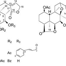 Image result for Tinnea antiscorbutica
