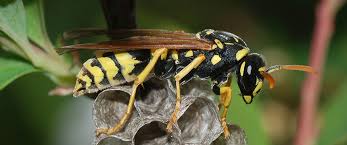 This large insect is 1 ½ inches long, rusty red on the head, thorax and wings and striped with black and yellow on the abdomen. Wasp Hornet Identification What Does A Wasp Look Like