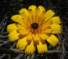 Image result for Tolpis capensis