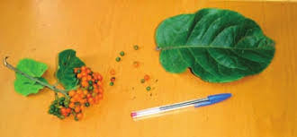 Image result for Ehretia cymosa